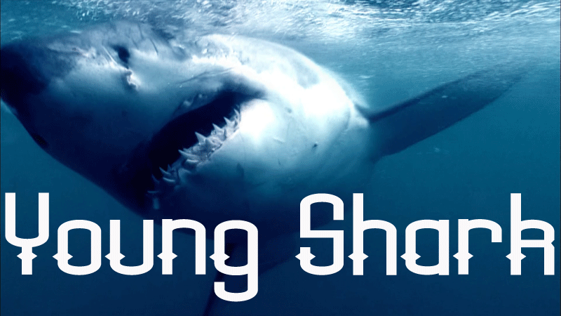 Young Shark Font