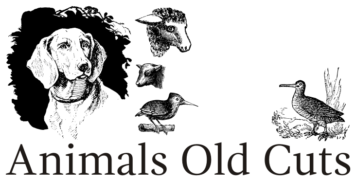 Animals Old Cuts Font