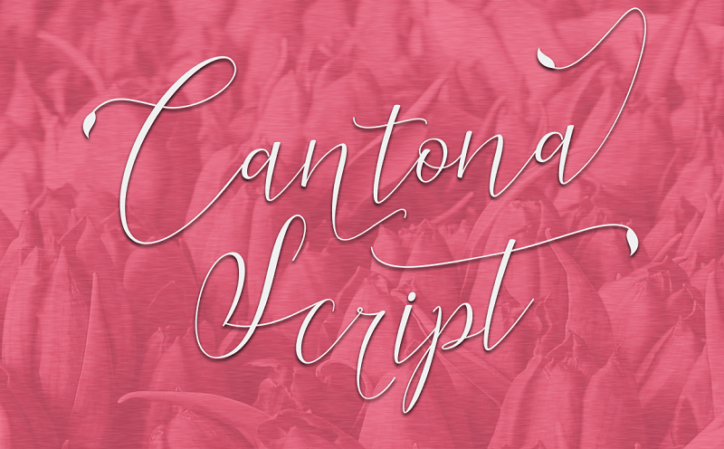 Cantona Script Font