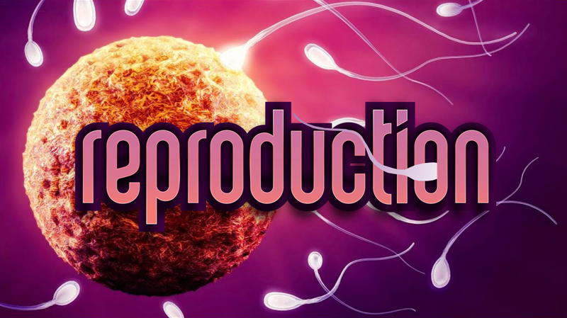 Reproduction Font