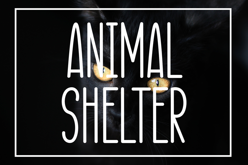 Animal Shelter Font